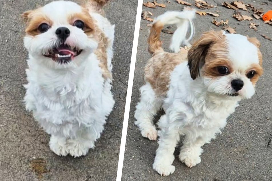 Zu Hause eiskalt rausgeflogen! Er ist süß, doch bei einer Sache hört die Freundschaft für "ManMan" auf