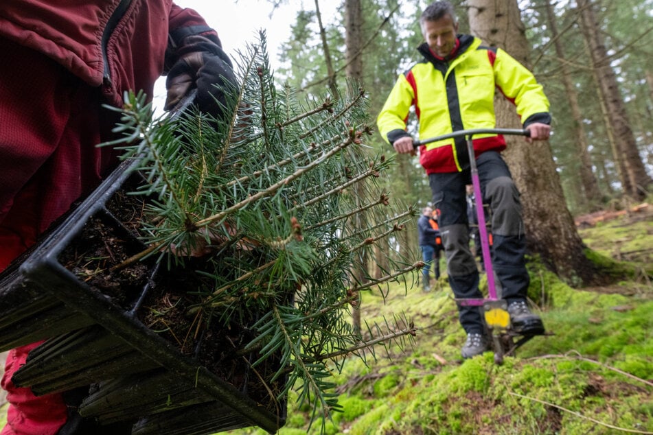 Clemens Weiser (42) vom Staatsforst bei der Pflanzung von Weißtannen im Forstbezirk Eibenstock. Beim Waldumbau in den sächsischen Mittelgebirgen spielt dieser Baum eine Hauptrolle.