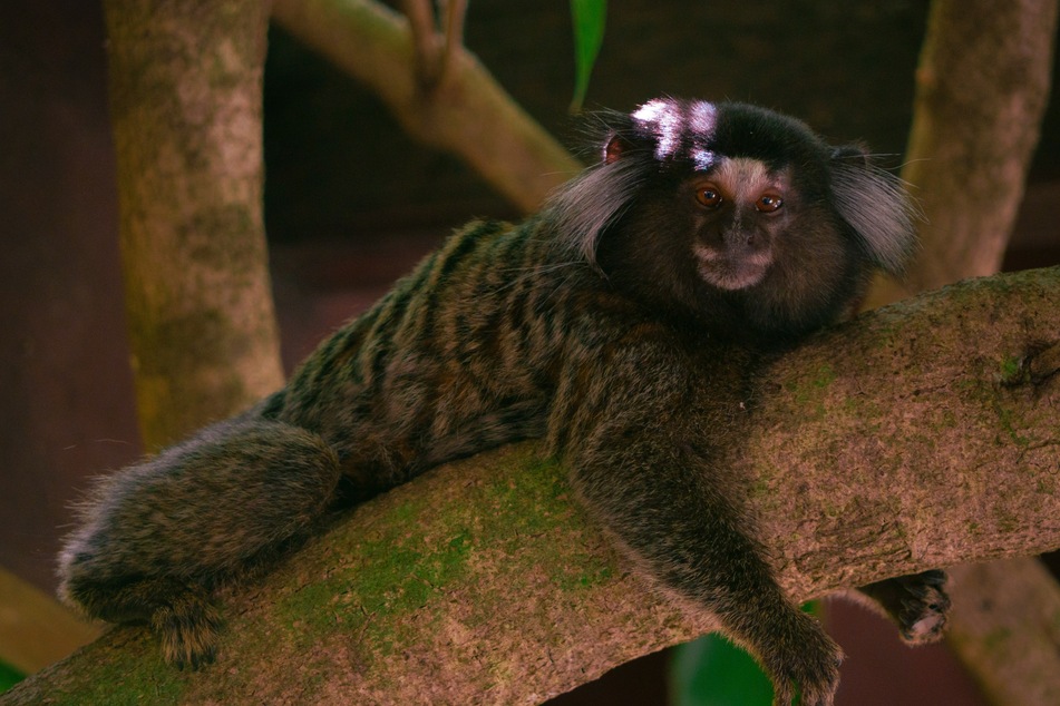 Marmoset monkeys use loud, high-pitched calls to assign each other "vocal labels," as shown in research conducted by a team at the Hebrew University of Jerusalem.