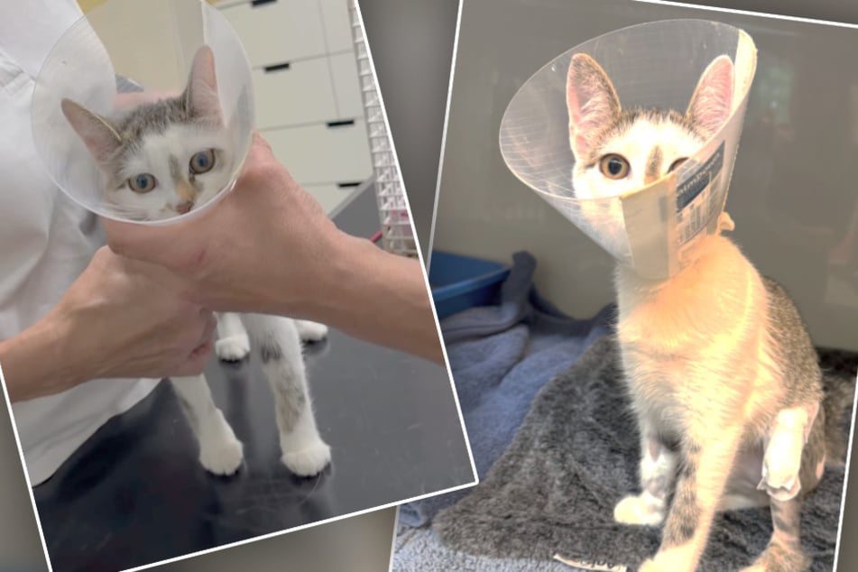 Nach einem schweren Sturz im Freien muss Mimi jetzt wieder ordentlich aufgepäppelt werden.