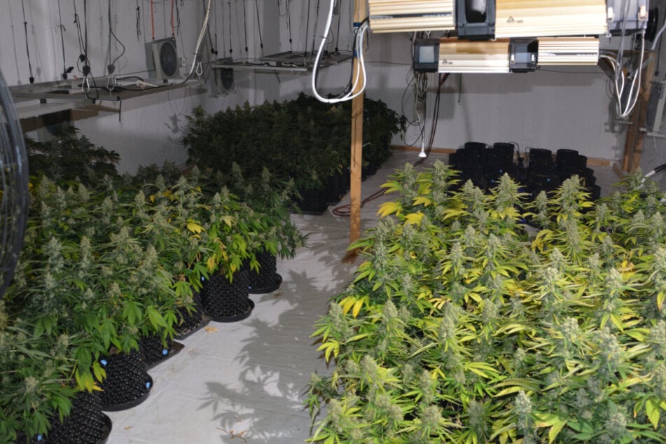 Polizisten entdeckten während eines Einsatzes in Köttingen (Erftstadt) durch Zufall eine Cannabis-Plantage in einem Wohnhaus.