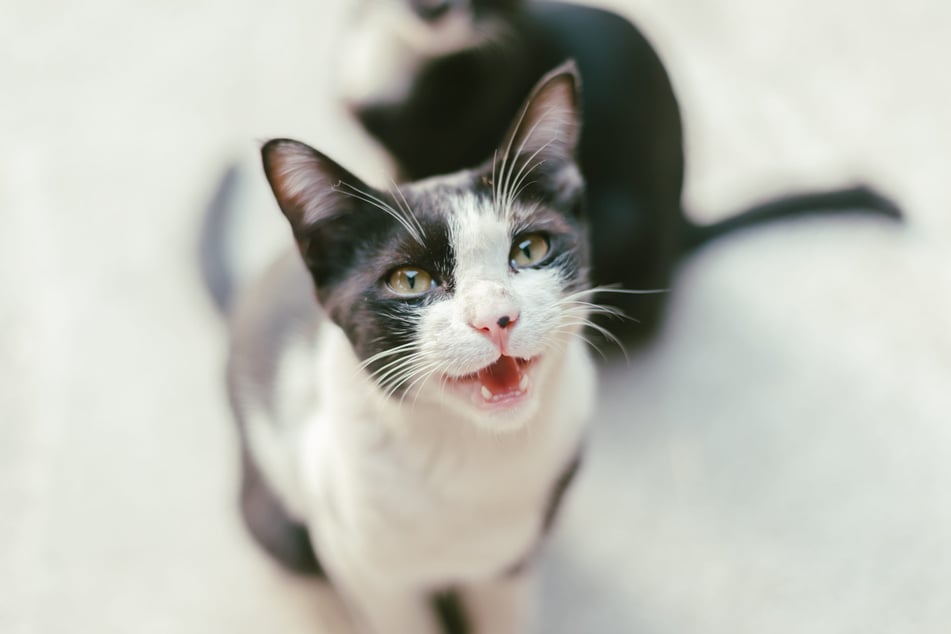 Das Veterinäramt nahm die vier Katzen mit. (Symbolfoto)