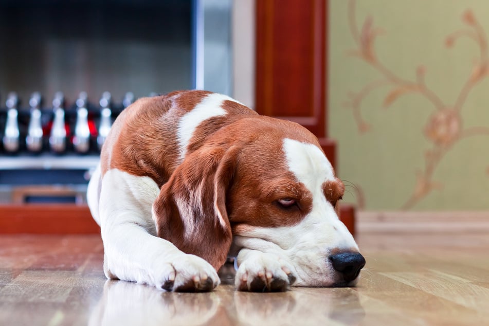 Such- und Denkspiele sollen den Hund fördern, aber nicht überfordern oder nerven.