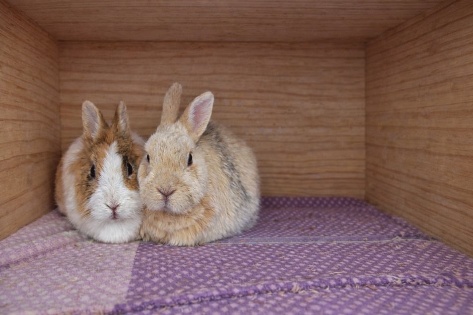 Rosalinda und Kralli suchen ein gemeinsames Zuhause.