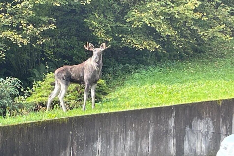 Eine Anwohnerin beobachtete das große Tier in ihrem Garten.