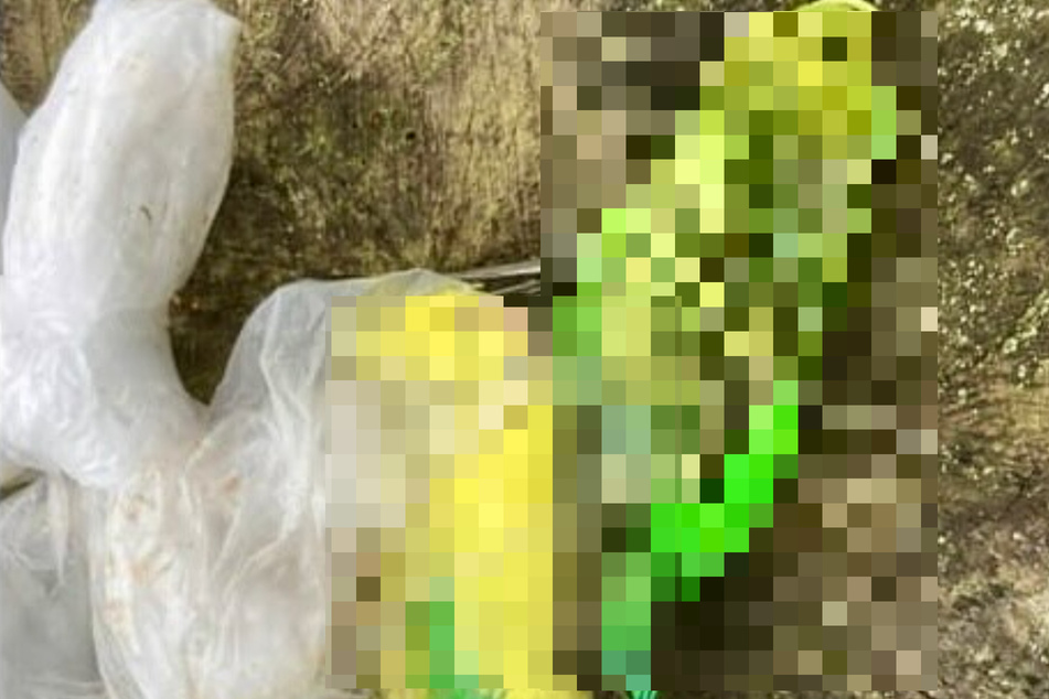 "Widerliche Menschen": Tierheim-Mitarbeiter machen schrecklichen Fund in Plastiktüte
