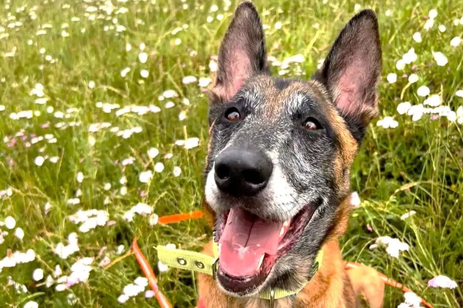 Der Malinois ist vier Jahre alt, hat in der Zeit aber noch keine Erziehung genossen.