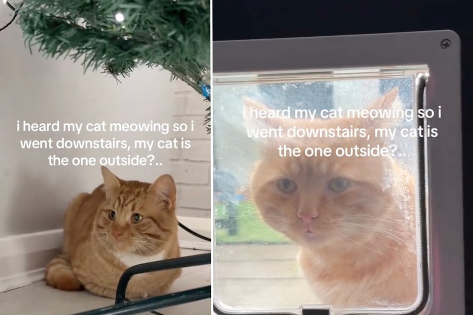 Mujer busca a su gato y descubre una sorpresa bajo el árbol de Navidad.