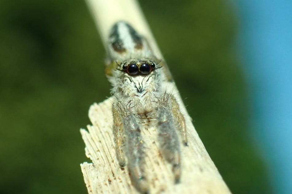 Ein Schilf-Streckspringer bei Wörthsee: Haarähnliche Borsten an ihren Augen, sehen wie lange, schwarze Wimpern aus.