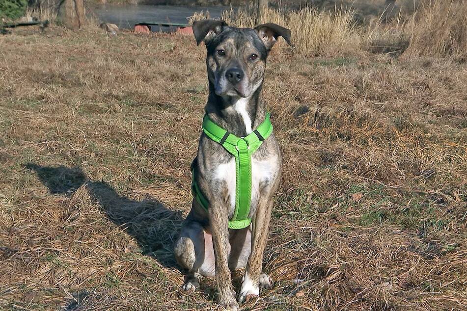 Bevor Pepe ins Tierheim kam, musste er schon einige Male seinen Halter wechseln.