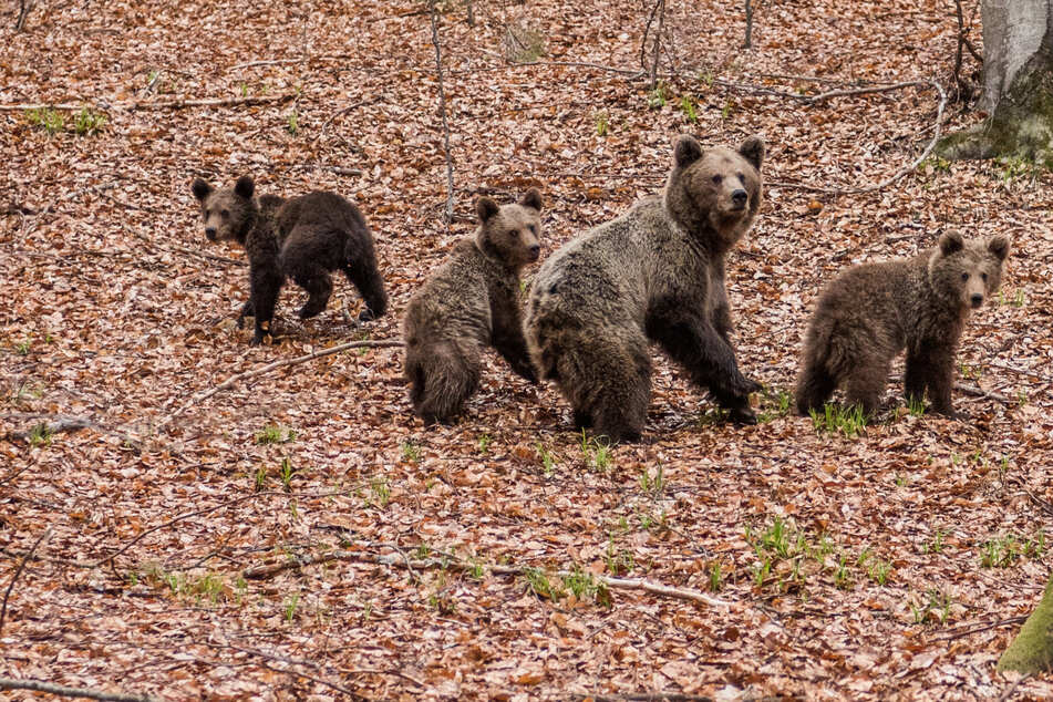 Three bear cubs couldn't make it out of an irrigation canal in the north of Greece without some human help (stock image).