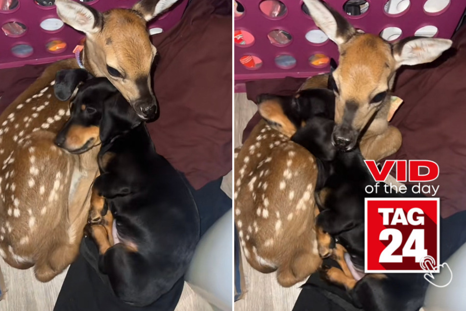 viral videos: Viral Video of the Day for June 21, 2023: Baby deer and dachshund snuggle up!