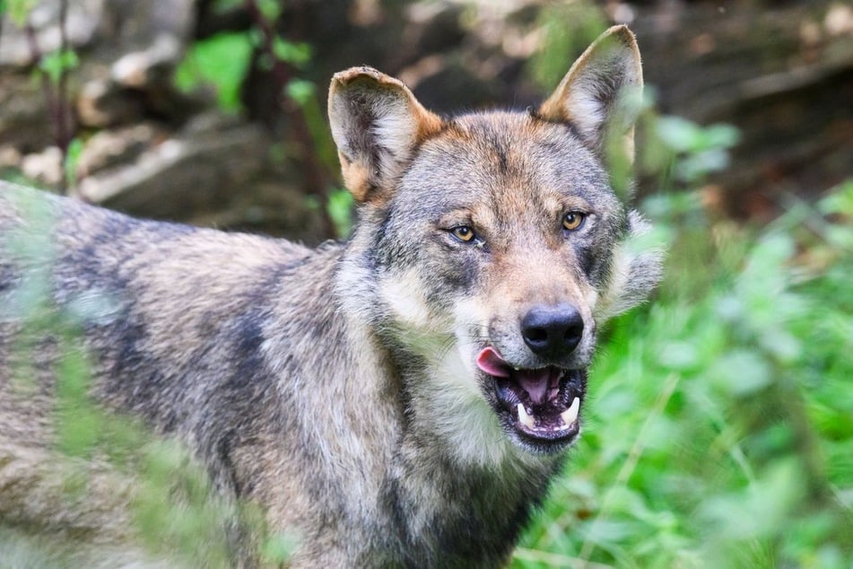 Der gestorbene Wolf war in Baden-Württemberg ansässig. (Symbolfoto)
