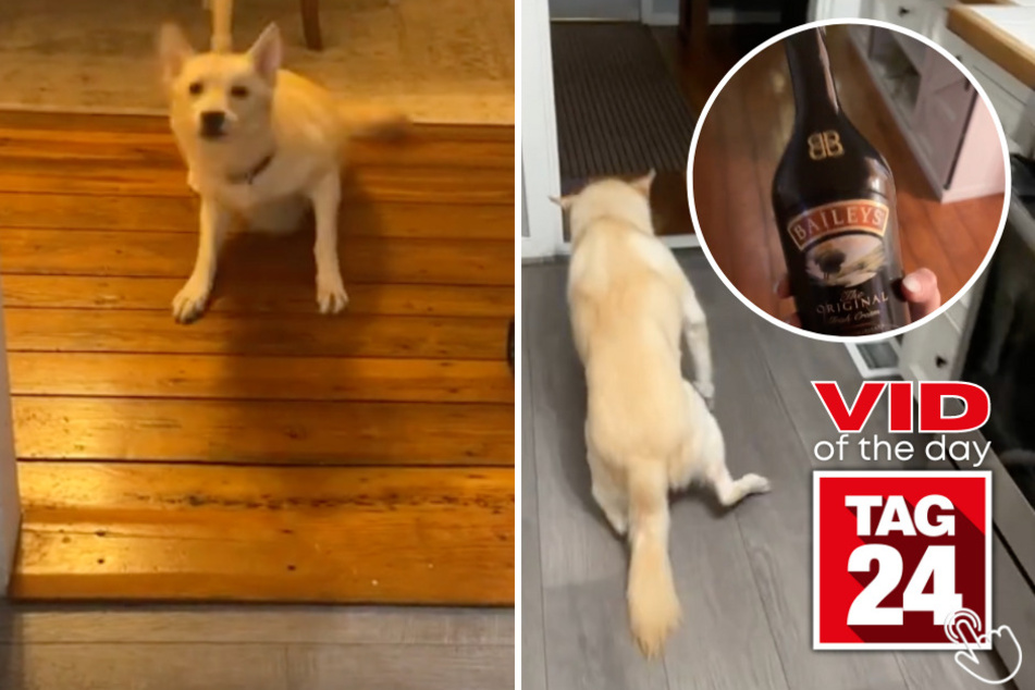 Today's Viral Video of the Day features a dog who accidentally got a hold of his human mom's alcohol after it fell on the floor!