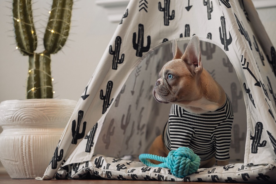 Ein Platz für das Lieblingsspielzeug: Tipi-Zelte sind nicht nur bei Vierbeinern voll im Trend (Symbolbild).