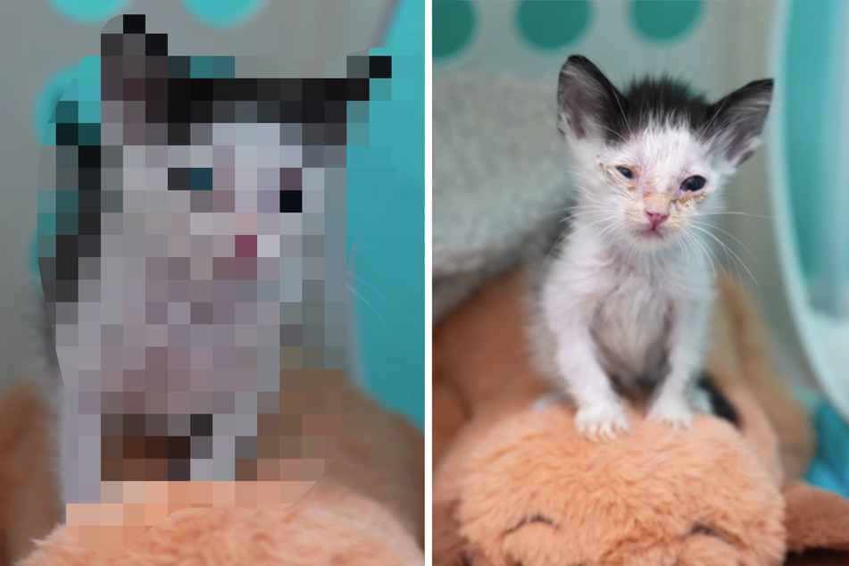 Krank und unterernährt: Kätzchen durchlebt nach Rettung unglaubliche Verwandlung