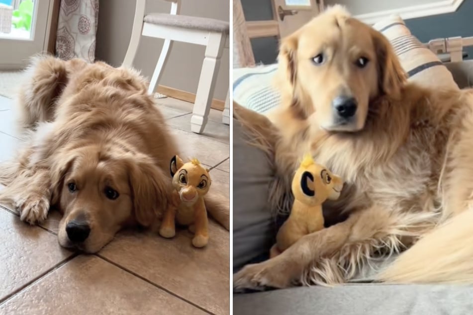 Vierbeiner Stanley klaut in letzter Zeit immer wieder ganz bestimmte Kuscheltiere von seinem menschlichen Bruder.