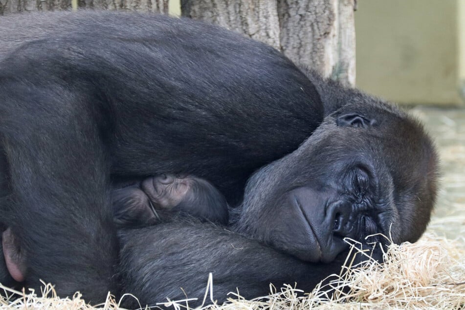 Gorilla-Mutter Bibi hält ihr in der Nacht vom 15. auf den 16. Februar im Zoo Berlin geborenes Jungtier im Arm.