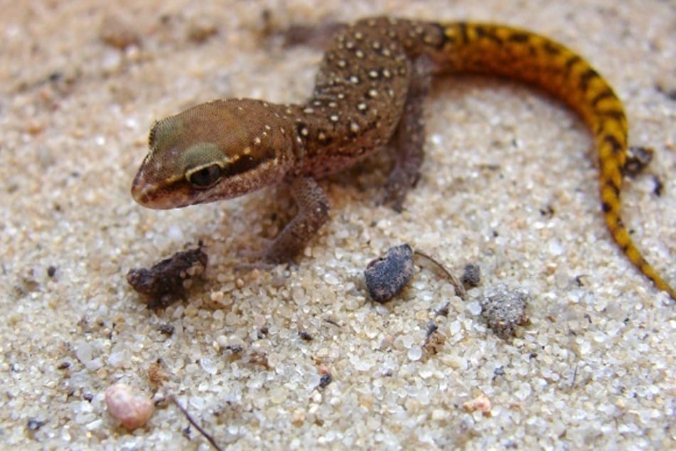 Dieser Echsenfingergecko wird weiterhin vermisst.