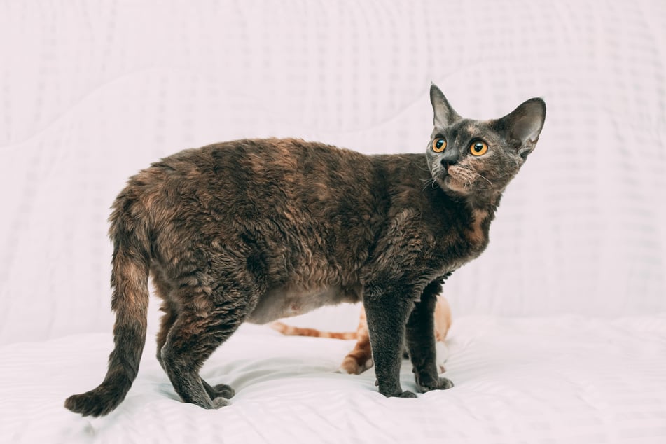 The Devon Rex is a curly haired cat breed that's great with kids and likes to cuddle.