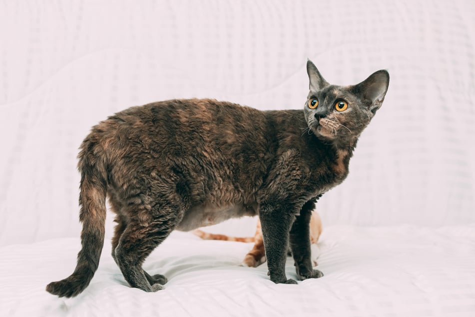 Die flauschige Devon Rex versteht sich gut mit Kindern und ist sehr anhänglich.