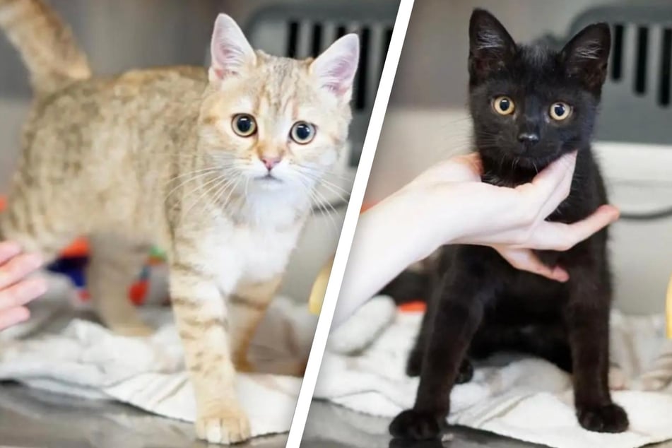 Aria (l.) und Maja suchen ein neues gemeinsames Zuhause.