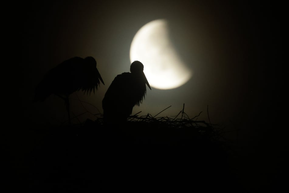 Am frühen Freitagmorgen tritt der Mond in den Kernschatten der Erde. (Archivfoto)