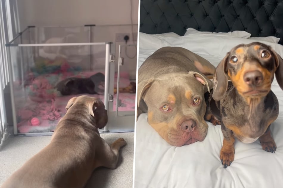 American Bully Gunner unterstützt die Dackel-Mama in seinem Haushalt.