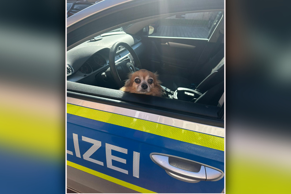 Ein Chihuahua wurde am Donnerstag von einem Polizisten durch Osterwieck chauffiert.