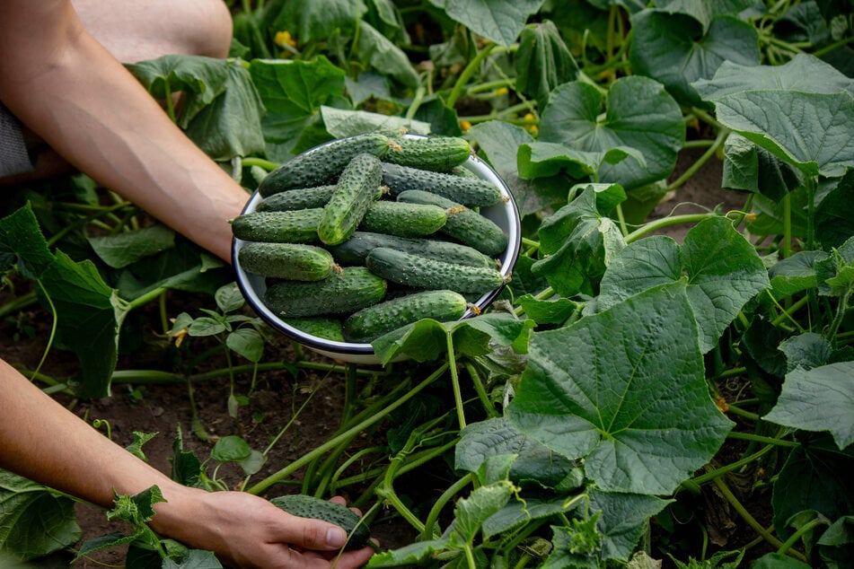 Indem man reife Gurken regelmäßig erntet, fördert man die Fruchtbildung und steigert die Erträge.