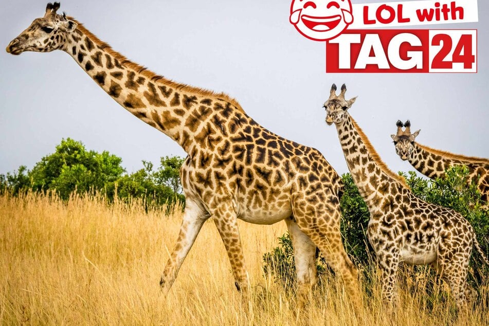 Joke of the Night for April 30, 2025: The best animal jokes to get your funny on