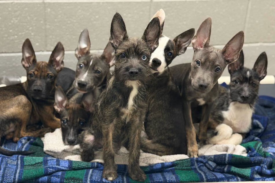 Tierheim nimmt seltsam aussehende Hunde auf: Kurz danach geht das Rätseln los