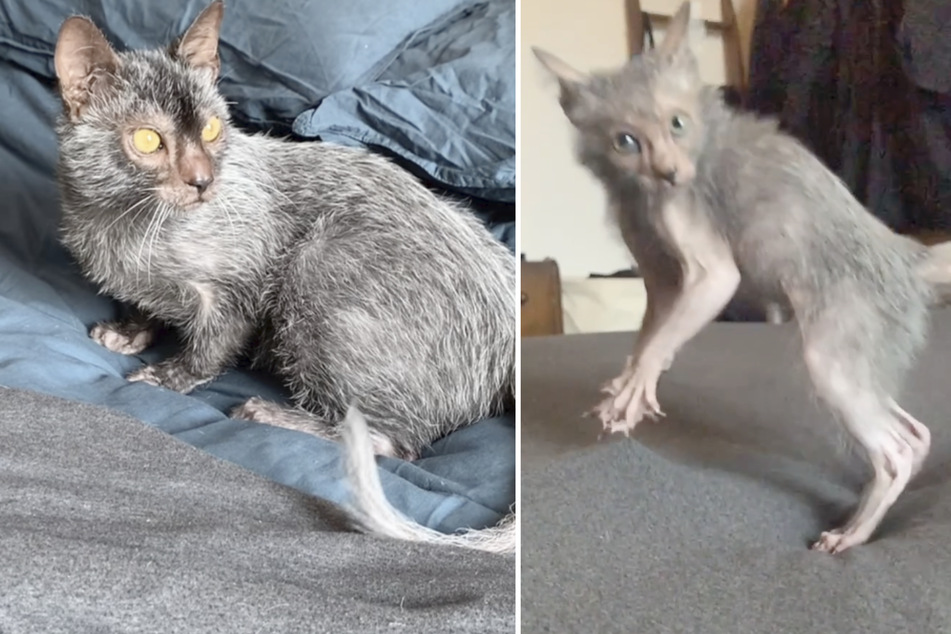 Is this animal really a cat? The internet thinks it looks like a scrawny werewolf.