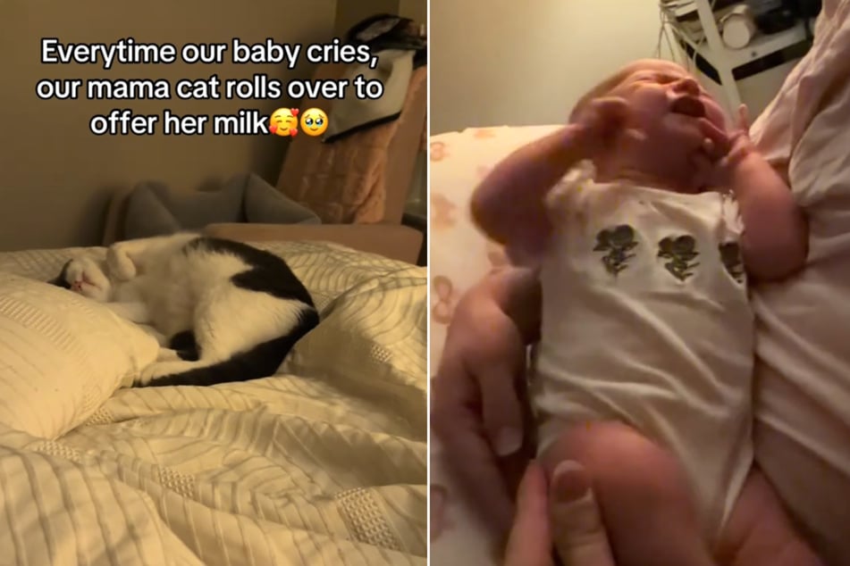 Cuando el bebé de Kylie nació, su gata lo cuidó con una ternura entrañable.