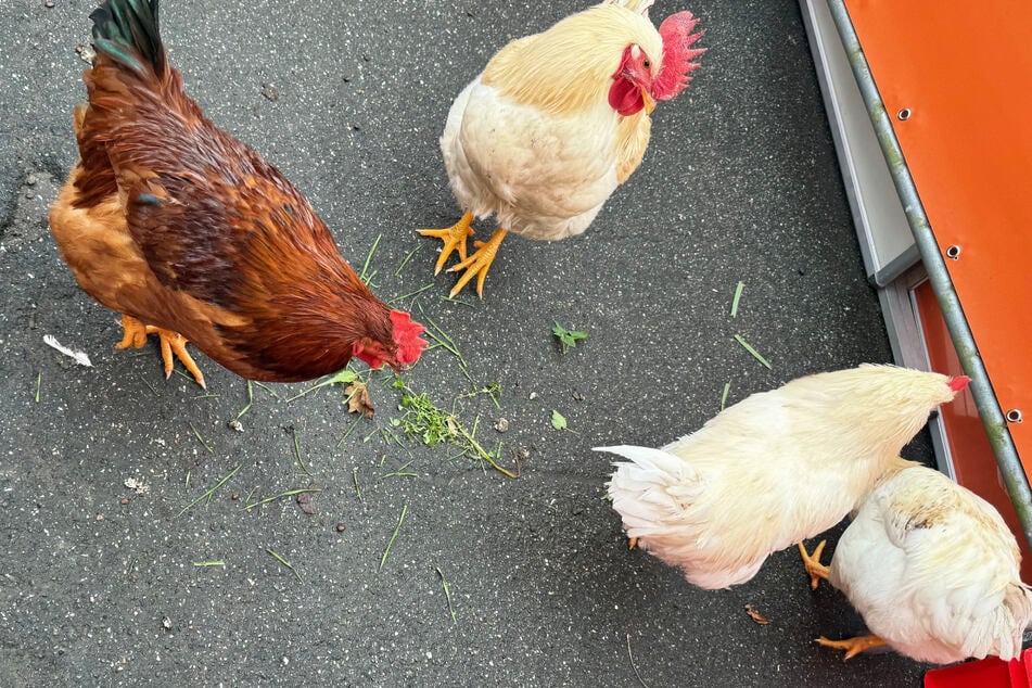 Alarm im Plopsaland-Freizeitpark in Haßloch: Drei Hühner und ein Hahn gingen auf Erkundungstour.