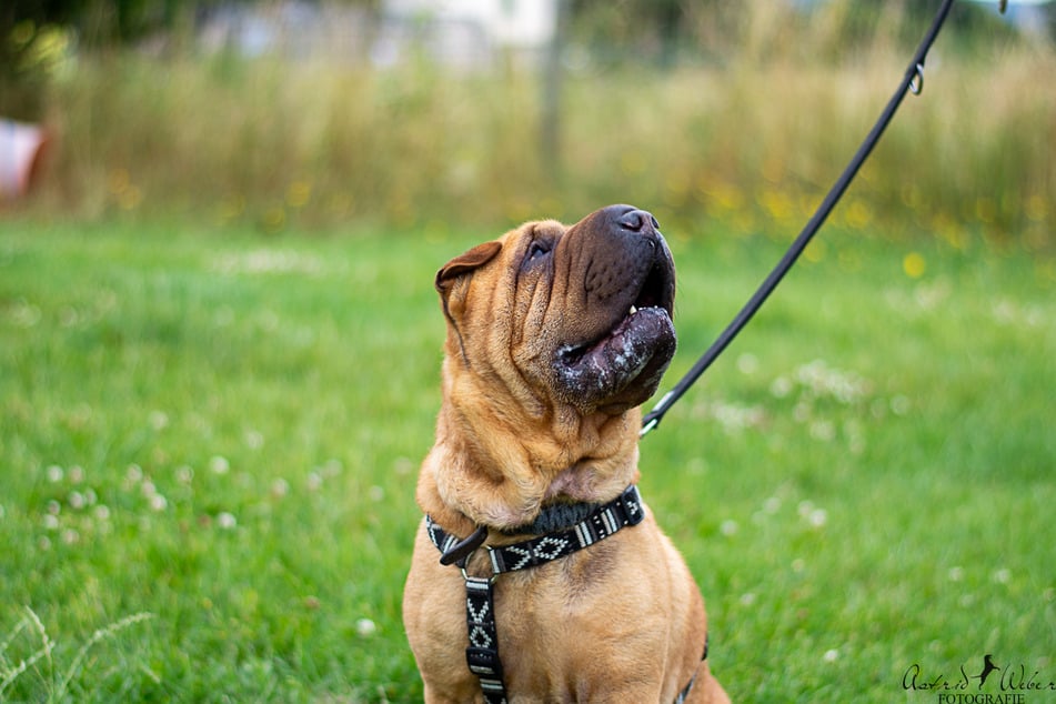 Die Nähe zu anderen Hunden sucht Fiete überhaupt nicht, weshalb er im Tierheim enorm leidet.