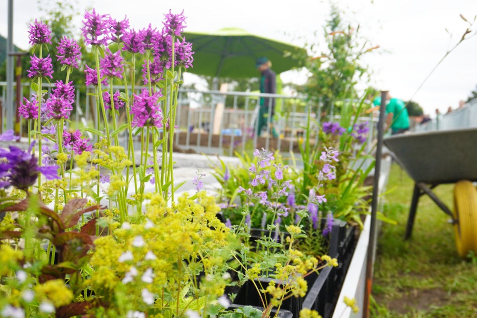 Pillnitzer Gartentag öffnet am Samstag (20.6.) seine Tore