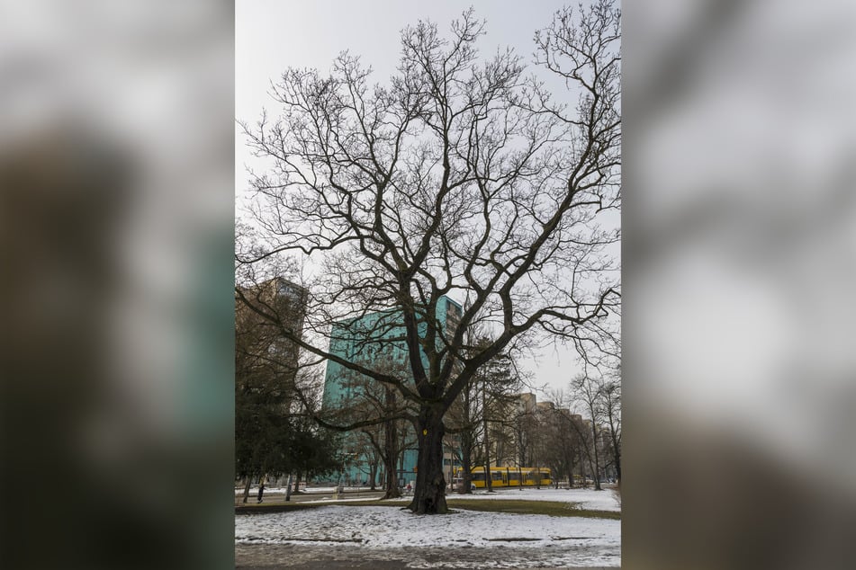 Diese Zerr-Eiche ist schon über 120 Jahre alt.