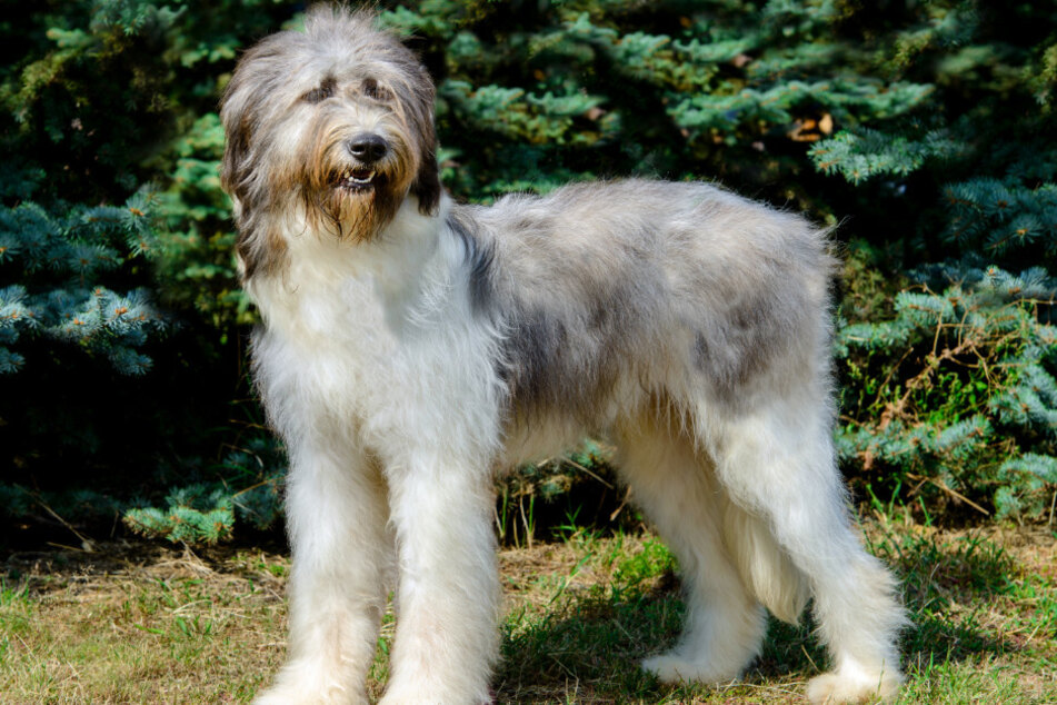 Ein rumänischer Hirtenhund hat seinen Halter plötzlich angegriffen.