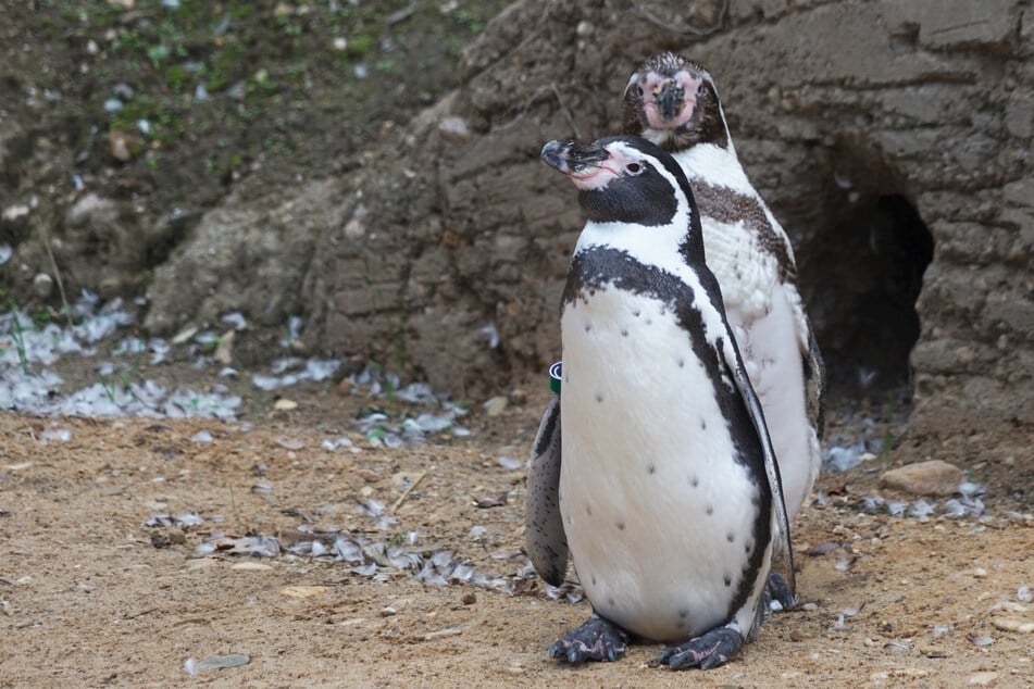 Auch Humboldt-Pinguine können bestaunt werden.