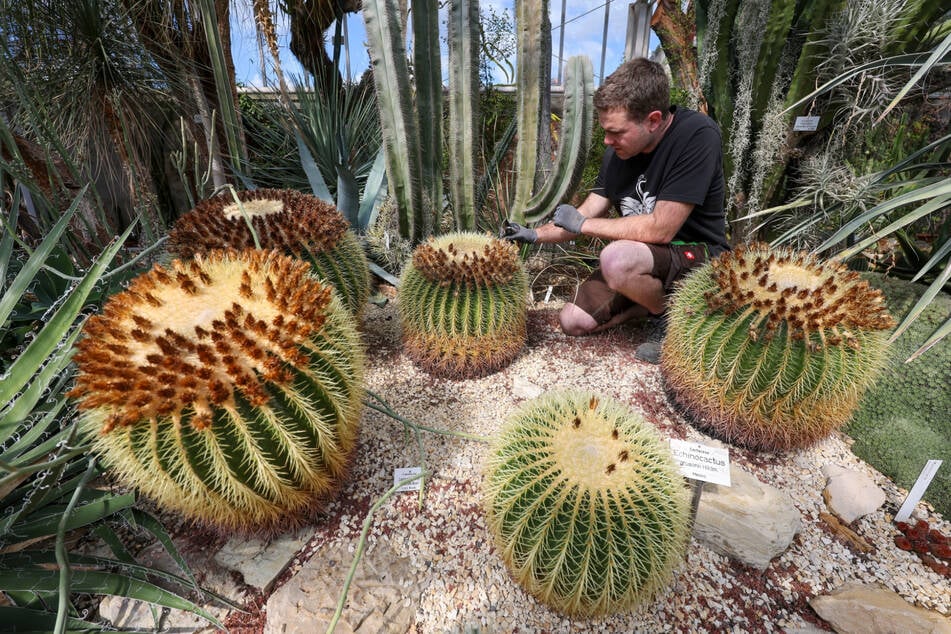 Lernt besondere Pflanzen im Gewächshaus kennen. (Symbolbild)