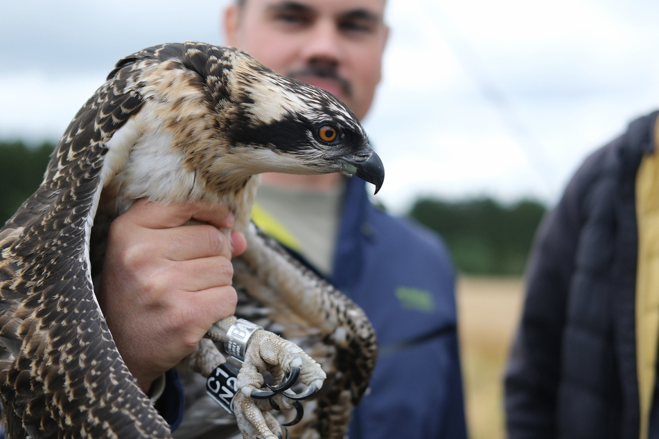 Ornithologe Rico Spangenberg hält in Hartenstein einen jungen, beringten Fischadler in der Hand. Mit der Beringung sollen die Zugwege und die Standorttreue der streng geschützten Greifvögel erforscht werden.