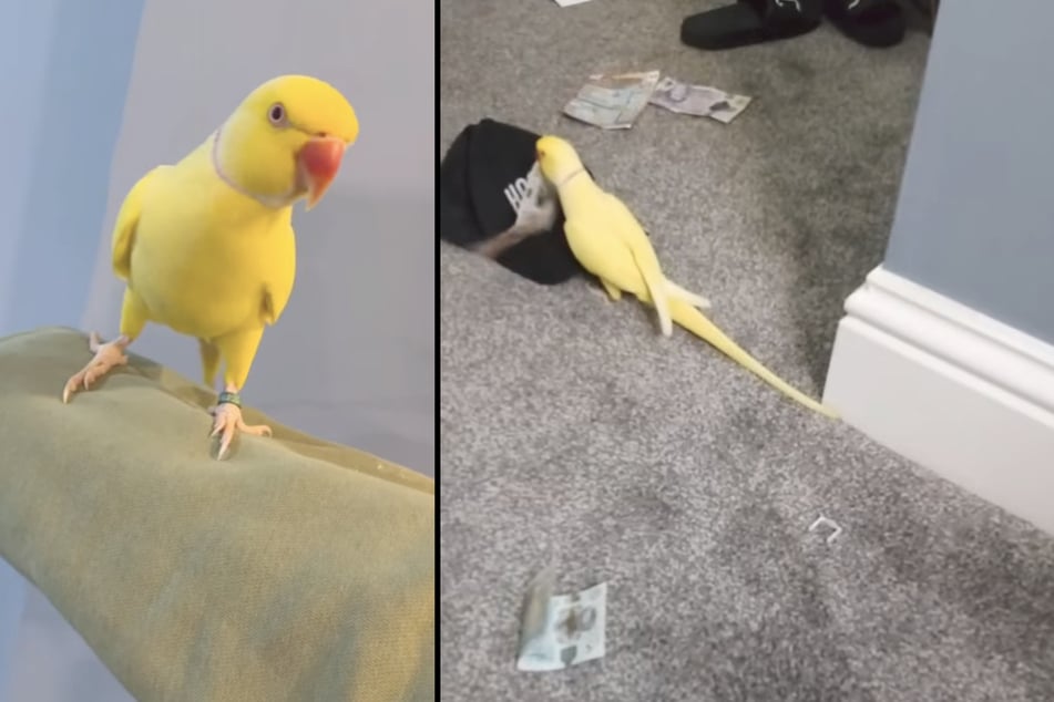 El loro Mango dijo en varios videos una frase que ayudaría a desmantelar a una banda de narcotraficantes en Gran Bretaña.
