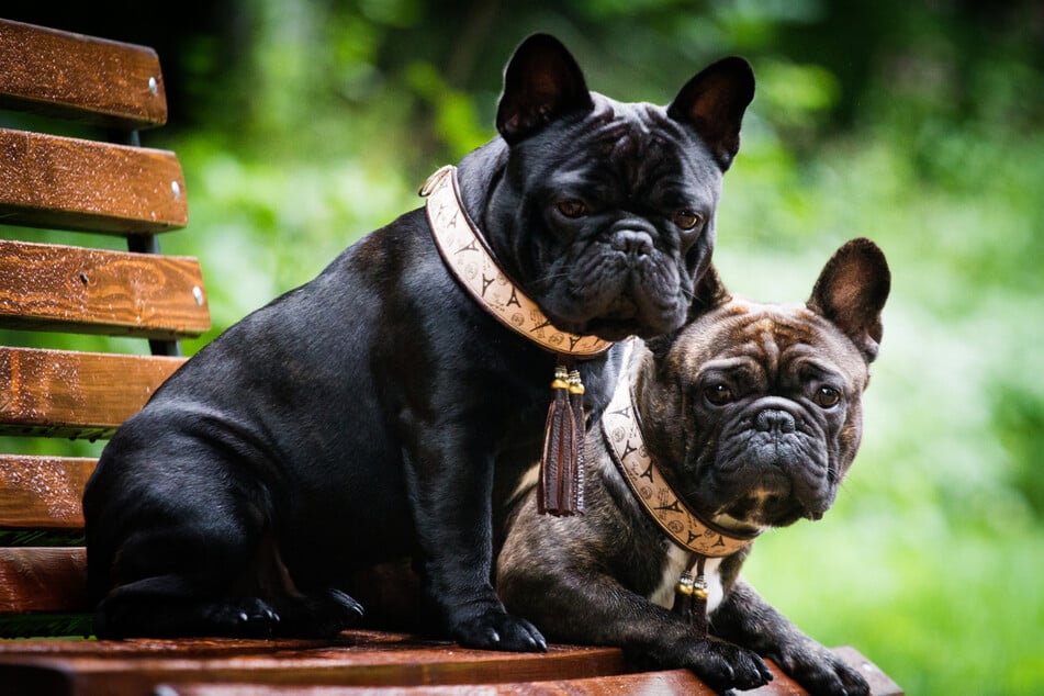 Wie so viele Französische Bulldoggen zeigt auch Bruno das typische Röcheln. (Symbolbild)