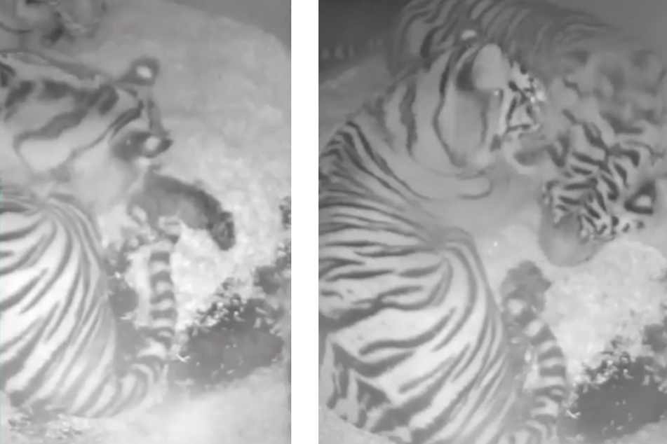 The Chester zoo's ambush of tigers: Mom Kasarna, papa Dash, and the little ones.