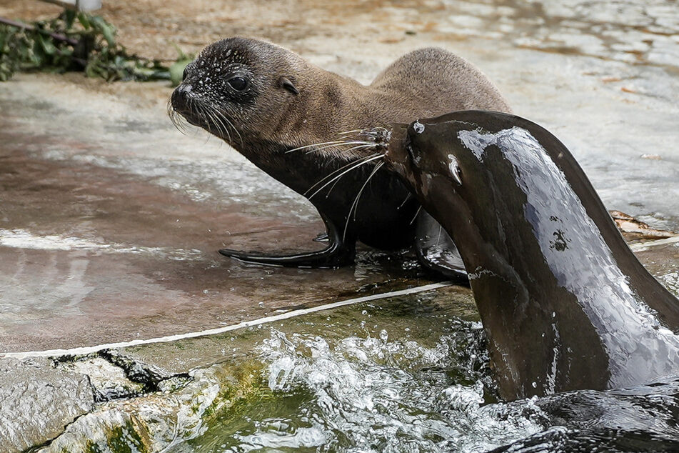 Nachwuchs bei den Seelöwen im Kölner Zoo!