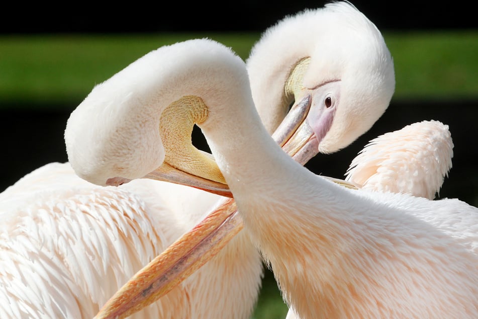 In vielen Zoos in NRW werden am Valentinstag Führungen für Verliebte angeboten.