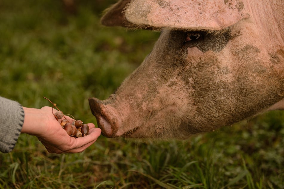 Eicheln: giftig für Hund, Mastfutter für Schwein.