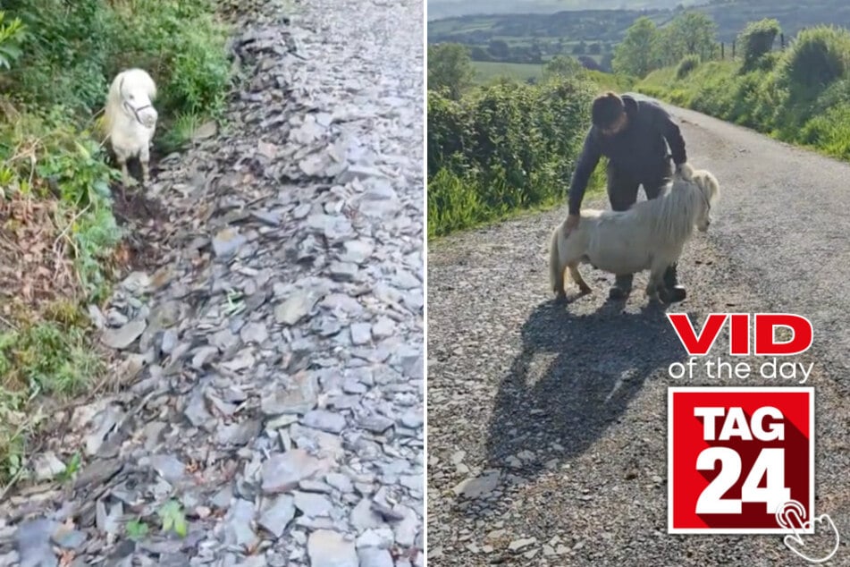 Today's Viral Video of the Day shows a woman who stumbles upon an adorable animal on her countryside walk!