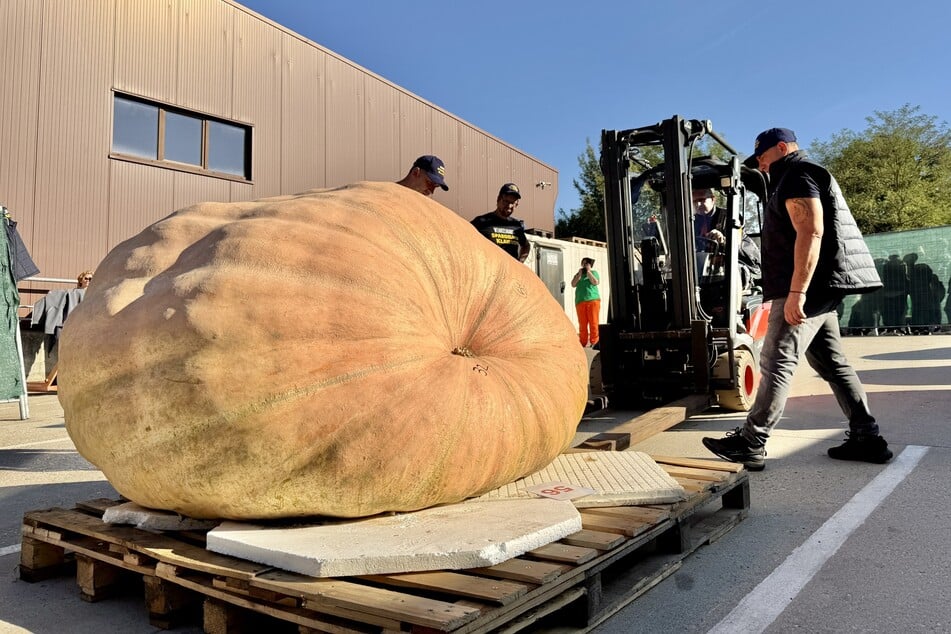 Zum ersten Mal überschritt ein Riesenkürbis in Klaistow die 1000-Kilo-Grenze.